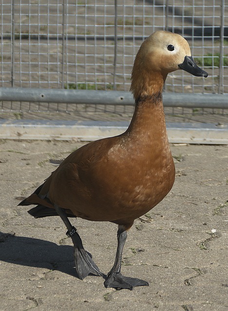 藏的
